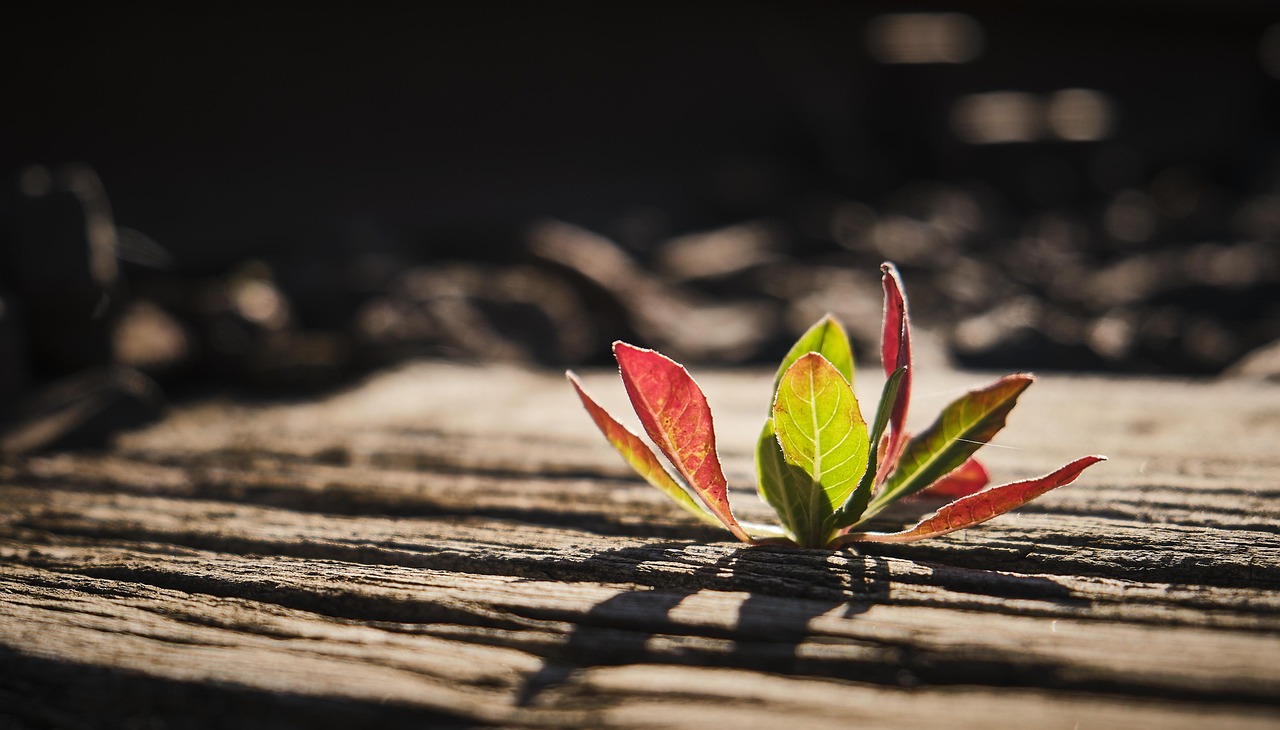 相続空き家の売却でマイホーム控除は適用可否について知っておくべきことは？