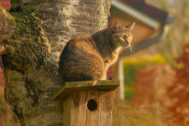 相続空き家を売却する際、親名義の家に自分が住んでいた場合の注意点は？